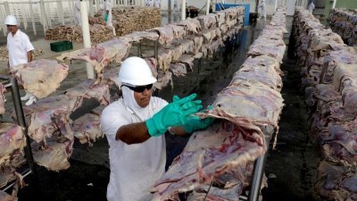 巴西农业部确认帕拉州出现一例疯牛病病例，导致该国暂停向中国出口牛肉，对该国肉类包装公司造成沉重打击。（路透社档案照）