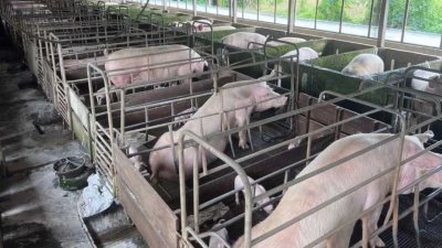 彭文宝表示，截至2月17日，槟州共有30个养猪场感染非洲猪瘟，受影响的猪只多达6万8659头。
