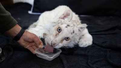 希腊雅典一间动物园的清洁工2月28日意外在停车场垃圾桶捡到一只白虎宝宝。 （图取自路透社）