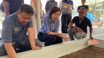 黄诗情（左2）与中霹雳县议会主席苏凯里（左）一同巡视黑水虻虫蛹喂养区。