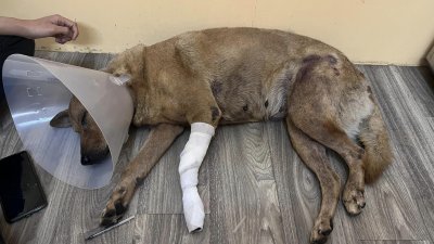 流浪狗多次遭虐打，导致左前腿骨折。（取自社交媒体）