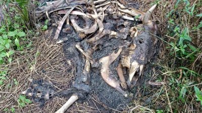 乌鲁地不佬垦殖区在两周内陆续发现三头牛的尸骨。