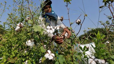 一名农业工人在印度郊区收割棉花。（路透社档案照）