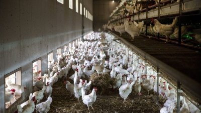 巴西是世界最大鸡肉出口国，政府当局当地时间周一首次确认出现高致病性禽流感（HPAI）个案，但巴西农业部称，高致病性禽流感病例仅出现在野生鸟类。（图取自路透社）