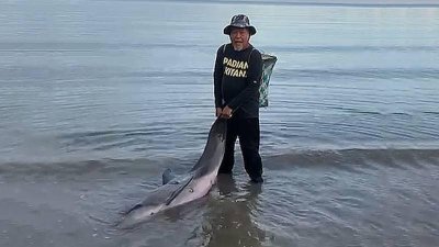 欧斯曼发现海豚搁浅海滩立即施援，无奈其中一只海豚太虚弱死亡。