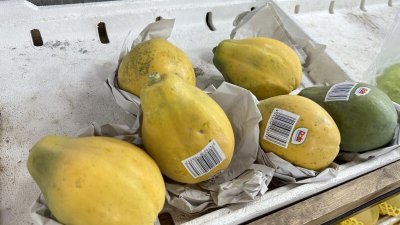 有果商只剩颗粒较小、售价较高的菲律宾木瓜供消费者选购。