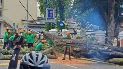 槟岛市政厅派员移走倒在路中央的大树及进行善后工作。