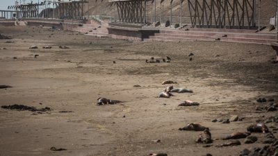 图为4月1日智利阿里卡的海滩上，可看到死去的海狮。（图取自法新社）

