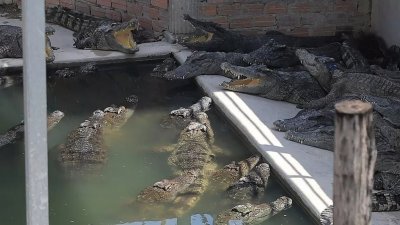 柬埔寨一名鳄鱼养殖业者遭40只鳄鱼活活咬死。图为示意图。（法新社档案照）
