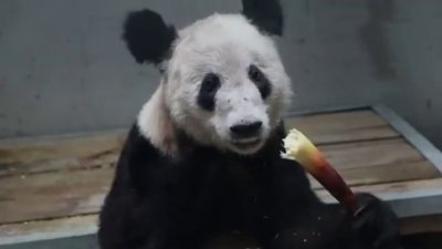 曾经旅居美国的大熊猫“丫丫”平安回到北京动物园，健康状况稳定。（图取自网络）