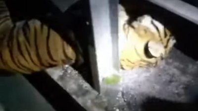 老虎疑被交通工具撞倒，最后死在大道分界堤。（视频截图）