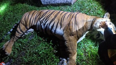 在南北大道第303.4公里椰壳洞处被撞死的老虎，是一只介于8至10岁的雄性马来亚虎。（图由郑国霖提供）