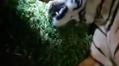 社媒流传视频显示有人拔掉虎尸上的胡须。（视频截图）