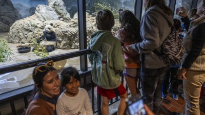 美国民众趁“美香”回国前，到华盛顿国家动物园一睹其风采，并向它告别。（图取自法新社）