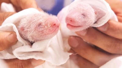韩国爱宝乐园的大熊猫“爱宝”今年7月生下一对双胞胎姐妹，后来被取名为“睿宝”和“辉宝”。（图取自爱宝乐园面子书）