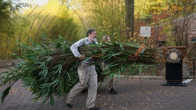 “美香”一家日前回国时，华盛顿国家动物园准备了大量竹子，让它们在回国途中不会饿著。（图取自路透社）
