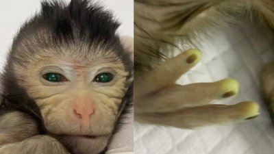图为世界首只胚胎干细胞系活产“嵌合猴”，在出生3天时不同身体部位如眼镜、手指尖显示绿色荧光蛋白标记。（图：Cell官网）