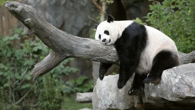 大熊猫“美香”在美国华盛顿国家动物园期间，趴在树干上睡觉，可爱模样融化人心。（路透社档案照）