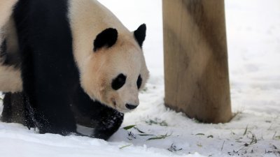 爱丁堡动物园周五在社交媒体面子书宣布，还有两周就要告别大熊猫“甜甜”和“阳光”，11月30日开始将关闭它们的馆舍，让它们为12月初返回中国做准备。（图取自爱丁堡动物园面子书）