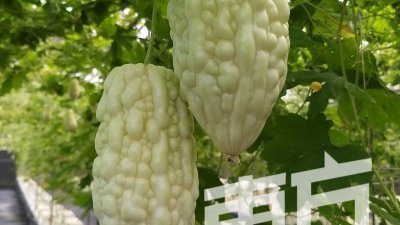白玉苦瓜的营养价值颇高，在台湾被誉为蔬菜界的“白衣天使”。