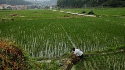 柔州将开发700公顷稻田。（示意图）