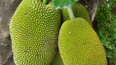 柔州出产的菠萝蜜具有潜力出口，明年第一季将试跑出口至中国。（图取自网络）