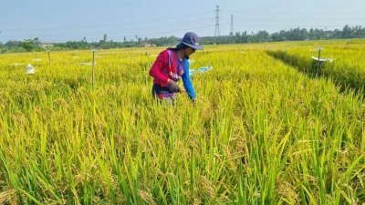 甲州政府将把万里望稻田区，打造成优质稻苗培植场。（档案照）