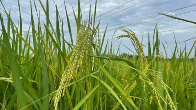 为实现柔佛州作为南部稻米产地，柔政府在2024年财政预算案拨款390万令吉发展稻米种植，并确保通过优化划定的稻田土地，提高稻米产量。