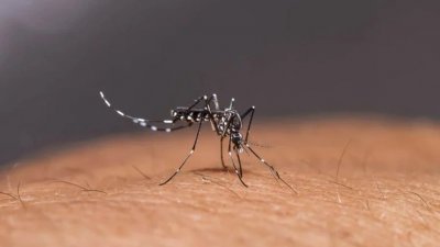 柔佛州新增233宗蚊症病例。