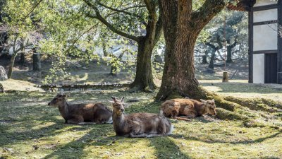 奈良鹿以亲人闻名，有“神的使者”之称，被指定为日本的天然纪念物。（图取自网络）