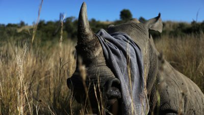 南非西北省的匹兰斯堡野生动物保护区内，护林员在一只被麻醉的犀牛被锯掉角之前，用毛巾遮住它的眼睛。（图取自路透社）