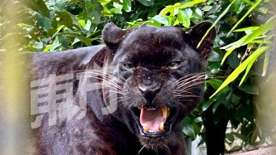 郑国霖呼吁民众若发现黑豹踪影，切勿挑衅以及向大马野生动物保护及国家公园局作出投报。（示意图）  