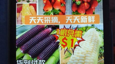 陈女士在Instagram上看到售卖来自金马崙高原的精品蔬果广告，因价廉物美，让她逐步陷入圈套，所幸被丈夫及时阻止。 （由受访者提供）