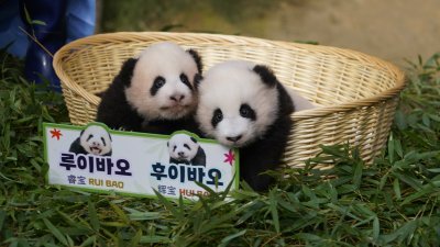 在韩国出生的大熊猫双胞胎“睿宝”和“辉宝”，周三公开亮相。（图取自中新社）