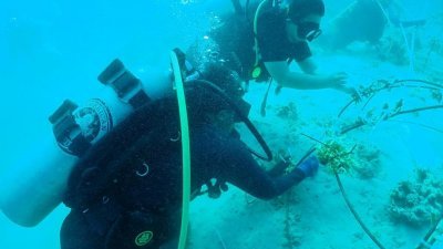 柔佛机构基金会在澳岛海域设置50个珊瑚礁圈铁作为人造礁石，由潜水员把珊瑚断枝用塑胶扎带捆绑固定在圈铁上。
