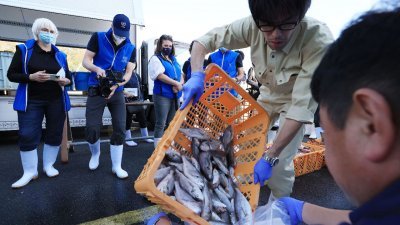 国际原子能机构专家周四到福岛核电厂附近的鱼市场采集样本。（图取自法新社）