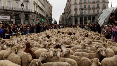 正值西班牙一年一度的“移牧节”，牧羊人当地时间周日沿著传统的放牧路线，引导羊群穿过首都马德里市中心。（图取自路透社）