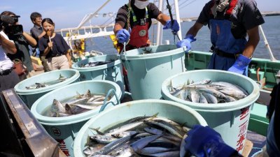 在日本福岛县相马市松川浦港，渔民们上周五正在卸下近海拖网捕捞的海鲜。（图取自日本时事通信社/法新社）