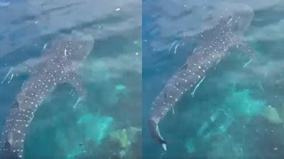 一只鲸鲨惊鸿一瞥，在拿笃达巴弯岛哨站海上，与沙巴水警行动部队第4区海上突击队美丽相遇。