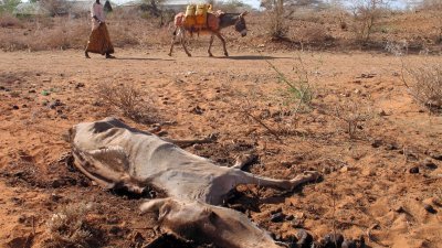 2006年1月23日，索马里南部一具腐烂的动物尸体。（路透社档案照）