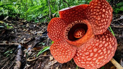 苏门答腊岛热带雨林中的Rafflesia kemumu。（图取自索罗古德/英国《卫报》）