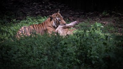 野生动物局尝试以人工授精方式，为马来亚虎进行繁殖，但迄今暂未成功。（图取自天然资源部面书）