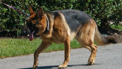 美国总统拜登的爱犬“指挥官”周一再次咬人，导致一名特勤局特工受伤。（法新社档案照）