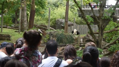 美国华盛顿国家动物园当地时间周六（30日），为3只旅美大熊猫举办多场“告别派对”大熊猫主题活动，吸引众多美国游客参加。图为众多美国民众来看大熊猫。 （图取自中新社）