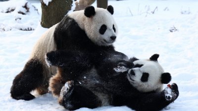 在比利时布吕热莱特的Pairi Daiza动物园，双胞胎大熊猫“宝弟”和“宝妹”本月18日在雪地里玩耍的情景。（图取自路透社）