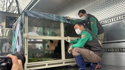 大熊猫“福宝”被运上装载车辆前，饲养员姜哲远和宋荣宽与箱子里的“福宝”合影。（图取自中新社）