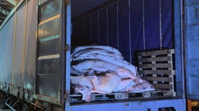 被起获的已宰杀猪只市价接近60万令吉。（大马检疫及检验局柔佛州分局提供）