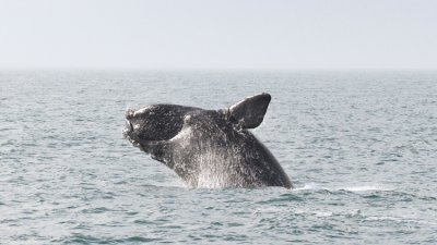 一头北大西洋露脊鲸跃出水面。（图取自美国国家海洋渔业局）
