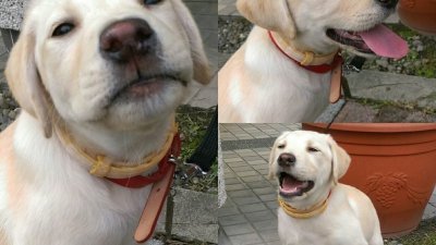 “罗杰”天资聪颖，在全台湾高级搜救犬考试获榜首。高雄市消防局分享“罗杰”小时候的照片。（图取自中央社/高雄市消防局提供）
