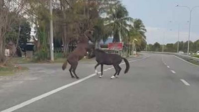 2只马儿走丢，竟然在马路旁打起来！